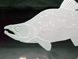 魚盾(カラフト鱒雄)
